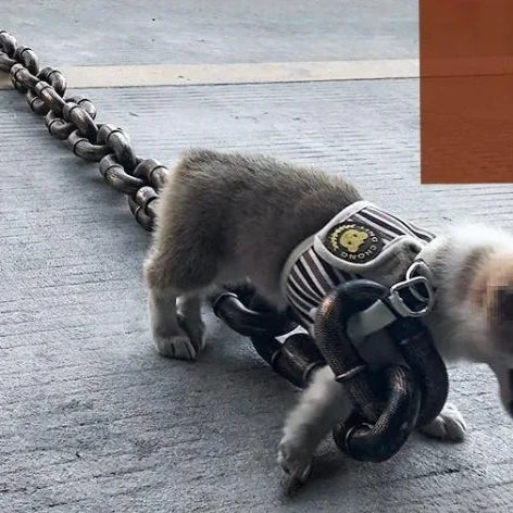 Dog Leash Iron Chain